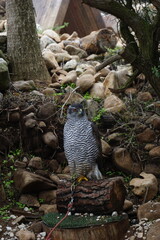 goshawk on a wooden block tethered with a jess, surrounded by natural rocks and foliage concept of falconry training, wildlife rehabilitation, hunting gear