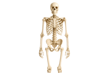 Skeleton in sitting pose on a transparent background. Anatomy. Halloween. Symbol.