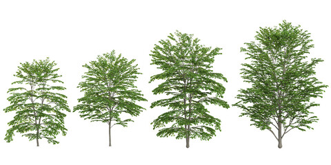 Collection of Cornus,Cercidiphyllum plants on transparent background