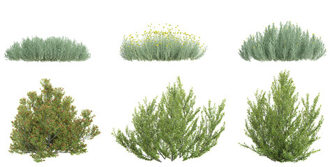 Collection of Rhamnus,Santolina plants on transparent background