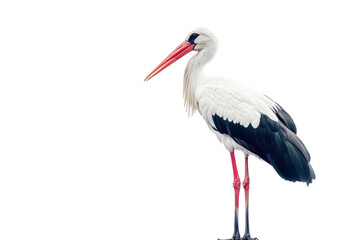 A white stork with transparent wing feathers and a long red beak standing still © DA
