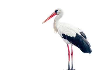A white stork with transparent wing feathers and a long red beak standing still