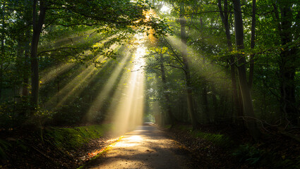 Obraz premium Sunbeams Streaming Through Forest Canopy Onto a Winding Path in Verdant Woods light rays trees