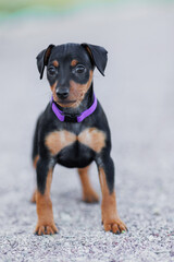 Tsverg Pinscher puppy in the park in spring