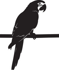 Black parrot perched on a branch macaw bird