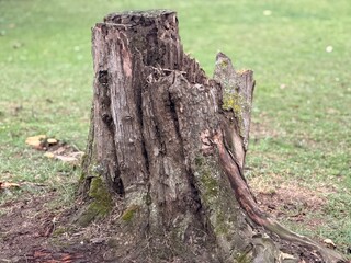 Decaying Tree Trunk with Moss and Texture
