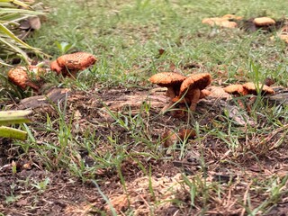Close-Up of Wild Mushrooms Emerging from Forest Floor