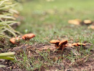 Cluster of Wild Orange Mushrooms Growing on Grass