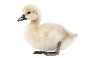 Close up of a fluffy white cygnet sitting down with a transparent beak and feet