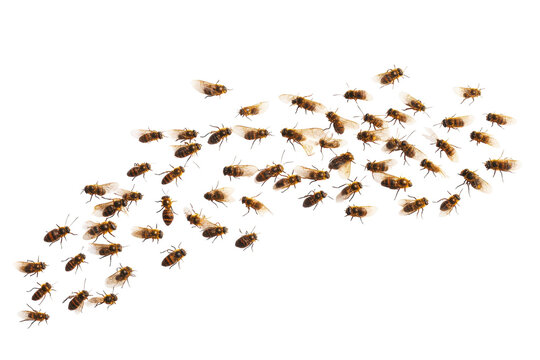 Swarm of honey bees clustered together against a stark transparent background view