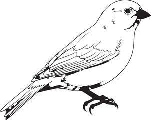 Detailed black and white illustration of a small bird