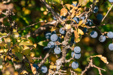 Ripe blue sloe berries of Prunus spinosa on a bush with autumn leaves