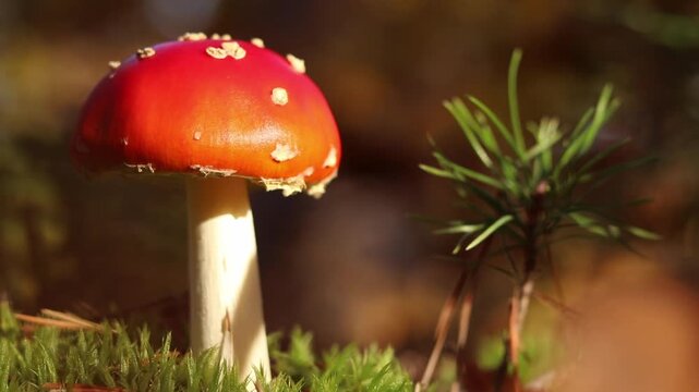 A fly agaric with a bright red cap close-up. A fly agaric grows on mossy forest floor. Beautiful fly agaric mushroom in the forest in autumn. Poisonous mushroom close-up. Nature