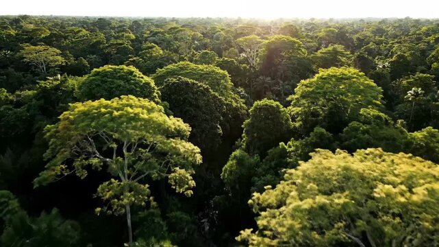 Amazon Rainforest Canopy Aerial View - This aerial view showcases the dense, vibrant canopy of the Amazon rainforest.