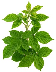 Fresh raspberry branch