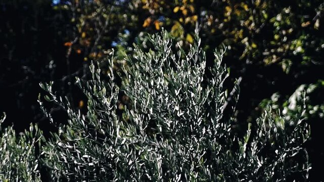 Chioma con foglie di albero di ulivo che si muovono agitati dal vento sullo sfondo vegetazione autunnale