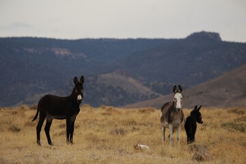 Wild Burro (Equus asinus) herd in Nevada's Monitor Range