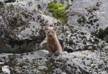 Pacific Marten (Martes caurina) peeking out of a boulder field