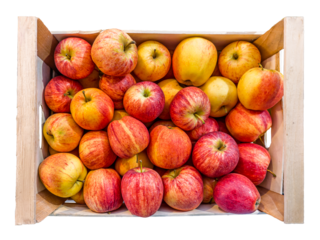 Gala apples arranged in wooden crate isolated. The apple variety was developed in New Zealand