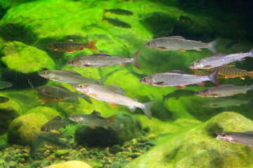 Living Arctic char and European grayling fish swimming in large water tank aquarium