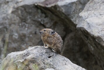 American Pika (Ochotona princeps) perched on a rock