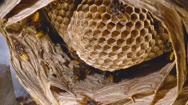 close-up of a hornet building its nest, bottom view. A big hornet's nest. active bald-faced hornets, wasps