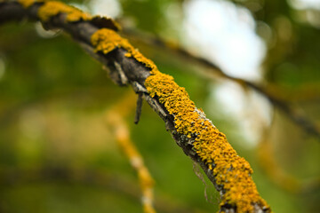 Close-up of yellow lichen growing on a tree branch in a green forest. Detailed natural texture of moss and bark with blurred background
