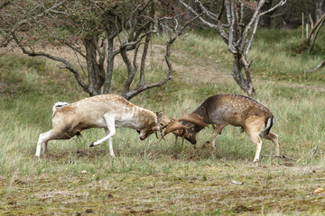 Two beautiful fallow deer are fighting in the rutting season, fighting for a female
