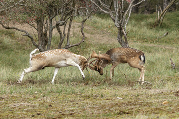 Two beautiful fallow deer are fighting in the rutting season, fighting for a female