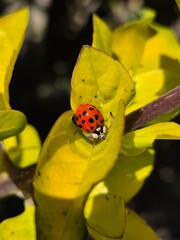 Ladybug on yellow leaf in natural environment © Mirella