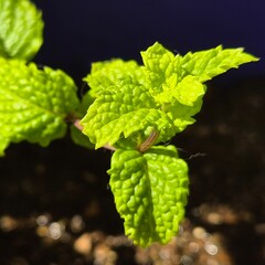 fresh green raspberry