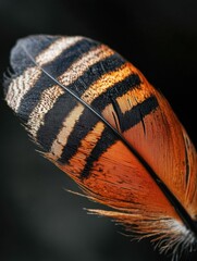 Close-up of a bird's feather. the feather is orange and black in color with horizontal stripes of varying shades of orange, black, and white.