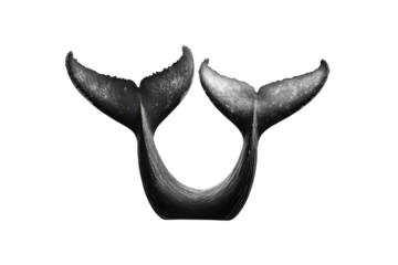 Whale tail emerging from the dark ocean depths in monochrome
