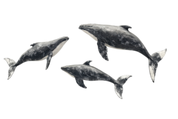 Three gray whales swimming together in the dark ocean water