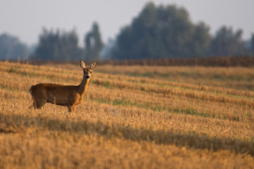 Roe Deer Doe on a Harvested Wheat Field at Golden Hour, Looking Directly at the Camera