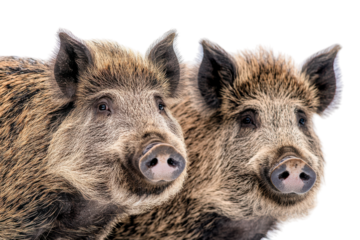 Close up of two wild boars with detailed facial features