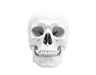 human skull isolated on white