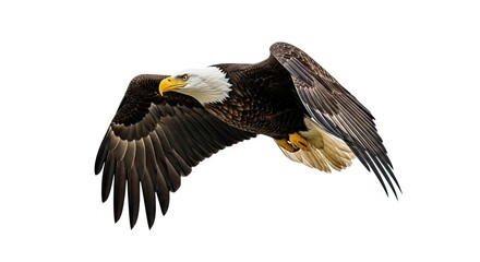 Obraz premium Majestic Bald Eagle Soaring Through the Sky with Wings Spread Wide