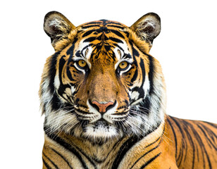 Obraz premium tiger on white background