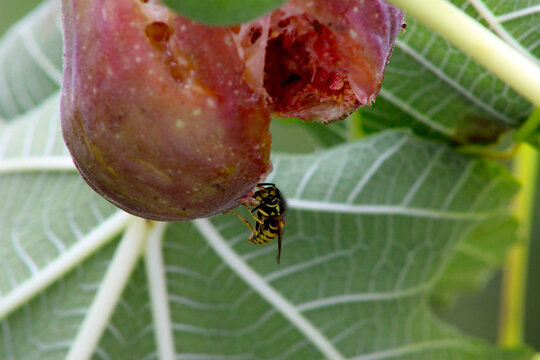 Yellowjacket on Fig 01