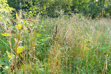 green grass in the forest