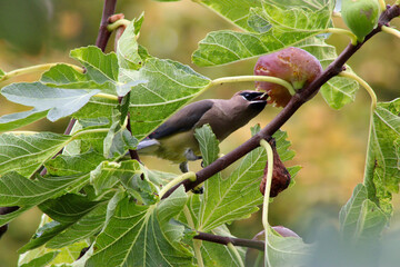 Bandit Bird Fig Tree 02