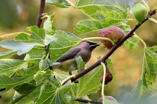 Bandit Bird Fig Tree 04