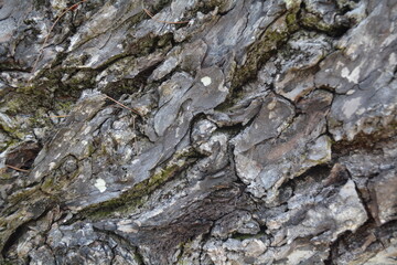 Texture of an old tree bark