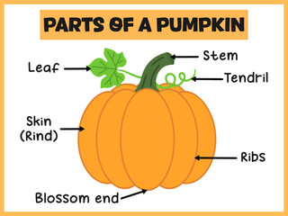 Parts of a pumpkin (outside) labeling diagram poster for kids