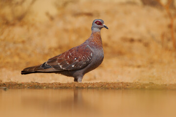 Speckled Pigeon Columba guinea also African rock or Guinea pigeon, resident breeding bird in much of Africa south of the Sahara, portrait of ground standing bird in desert