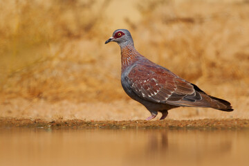 Speckled Pigeon Columba guinea also African rock or Guinea pigeon, resident breeding bird in much of Africa south of the Sahara, portrait of ground standing bird in desert