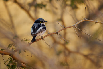 Pririt batis (Batis pririt) also Pririt puff-back flycatcher or pririt puffback, small passerine small stout insect-eating bird resident in Southern Africa and southwestern Angola