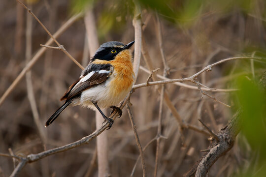 Pririt batis (Batis pririt) also Pririt puff-back flycatcher or pririt puffback, small passerine small stout insect-eating bird resident in Southern Africa and southwestern Angola