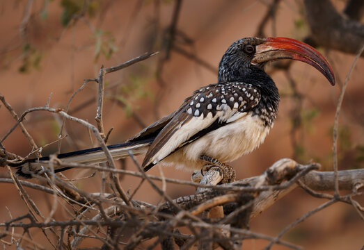 Monteiro's hornbill Tockus monteiri species of hornbill bird native to the dry woodlands of southwestern Africa, near endemic species in Namibia hunting insects and sitting in the bush